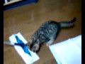 TOM���Ҥ����򤹤�:YouTube������=7��