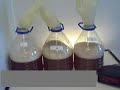 Homebrewing Aeration/Oxygenation Experiment