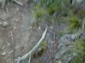 Pico Duarte 2009 - (2/8) (C.E.L.)