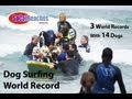 3 Dog Surfing World Records 14 Dogs on a Surfboard
