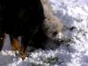 Gos d'Atura Catala Annie and first snow of year 2008