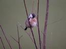Roodborsttapuit Stonechat