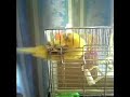 うちのインコの趣味は、まぁ見ての通りです。毎日平均３回はやってます。すごい体力ｗ