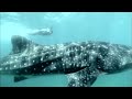 With an introduction by SA Free diver Hanli Prinsloo Zolani Mahola and Kyla Rose Smith - members of Freshlyground ,plays to an underwater and ocean inspired video performance