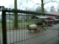 videos de holanda8 006
