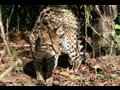 OCELOTS -Stars Stripes & Spots?