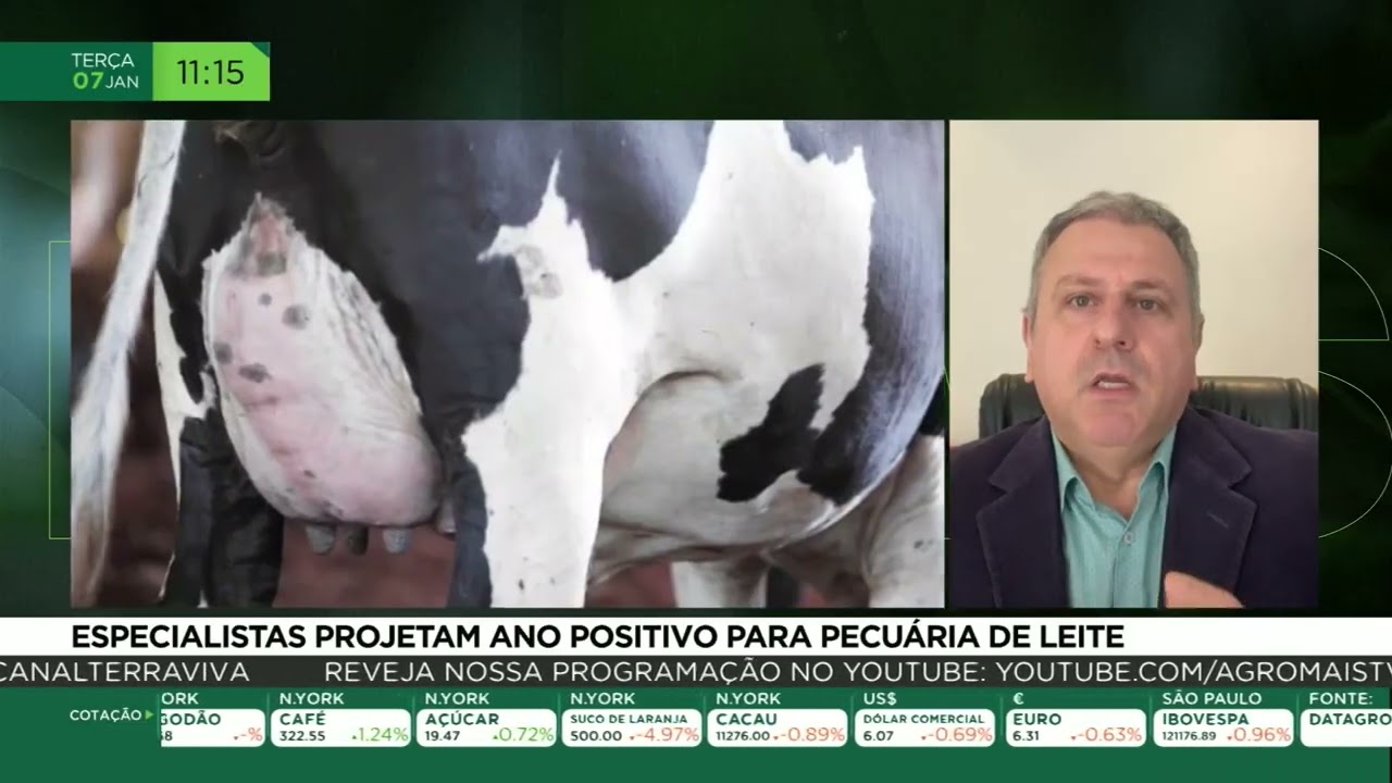 Especialistas projetam ano positivo para pecuária de leite