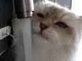 Poes met dorst