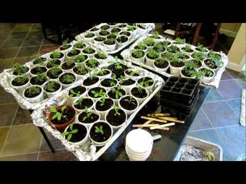 how to replant oregano