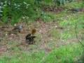 Satin Bowerbird - Check out his walk at the end.