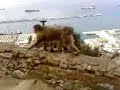 the monkey walk