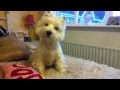 Jock Video