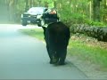 Black Bear at Cades Cove Black Bear at Cades Cove