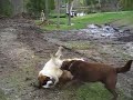 Huge Bernard Fights Average Sized Labrador Dog Huge Bernard Fights Average Sized Labrador Dog