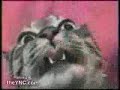 ah que gatito ah que gatito