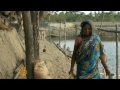 Tigers in peril in Bangladesh