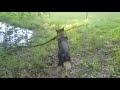 Garry, Deutscher Schäferhund sucht ein Zuhause V02