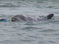Moko the Dolphin plays with a boogie board