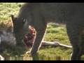Bobcat Feeding on Seabrook Golf Course
