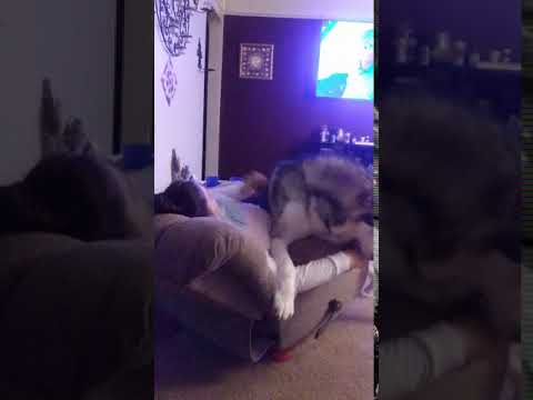 Mountain Ridge Giant Alaskan Malamutes - Wonderful woman. Beautiful, healthy, well cared...