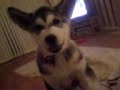 nanook crimmins nanook crimmins
