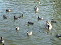 Crazy Ducks at Hart Park