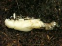 Damaster blaptoides emerging 1/3 Damaster blaptoides emerging 1/3