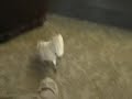 pippi luv elevators up