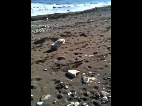 aeshnid - ollie 1st trip to the beach.