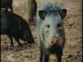 Filme Recomposição Florestal