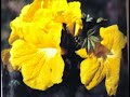 Filme Recomposição Florestal