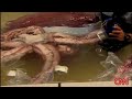 [Video]