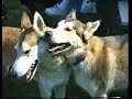 WOLF AT THE PARK 2