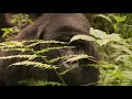 WildlifeDirect Video