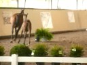 Riesling at her Inspection