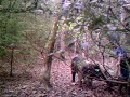 Wild Boar Hunting at Spartan Preserve