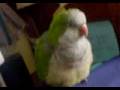 videos de petrie