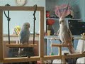 Buzzo and Charlie play on the play gym