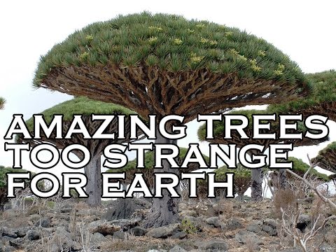 how to net a tree