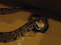 my ball python eating a fuzzy
