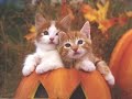 felinos