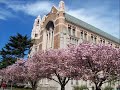 Sakura of the Quad