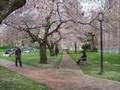 Sakura-of-the-Quad