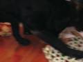 videos de Kenai the dog opening his own Christmas gifts