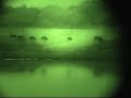 NightHogsDotcom night vision wild hog hunting NightHogsDotcom night vision wild hog hunting
