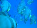Batfish School Maldives