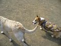 Goro@Welsh corgi 20070317 Labrador Retriever
