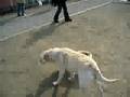 Labrador Retriever video