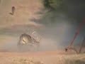 deer fight deer fight