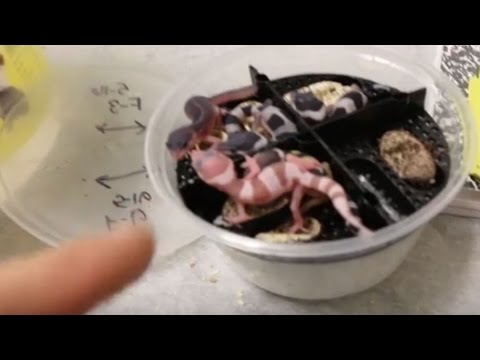 YouTube reptile video